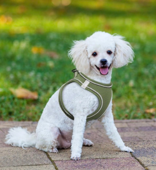 Harness with reflectors-solid color