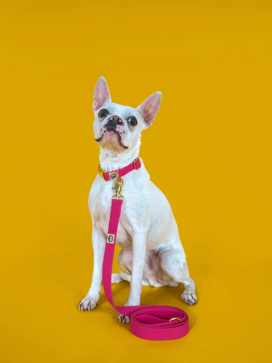 Fuchsia - Adjustable Splashproof Dog Collar