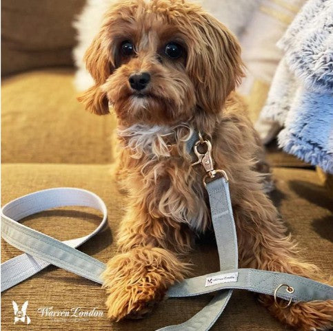 WL FABRIC LEASH 5FT - Mascotito PR