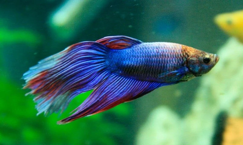 Pez Betta