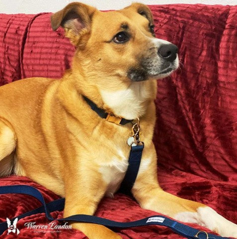 WL FABRIC LEASH 5FT - Mascotito PR