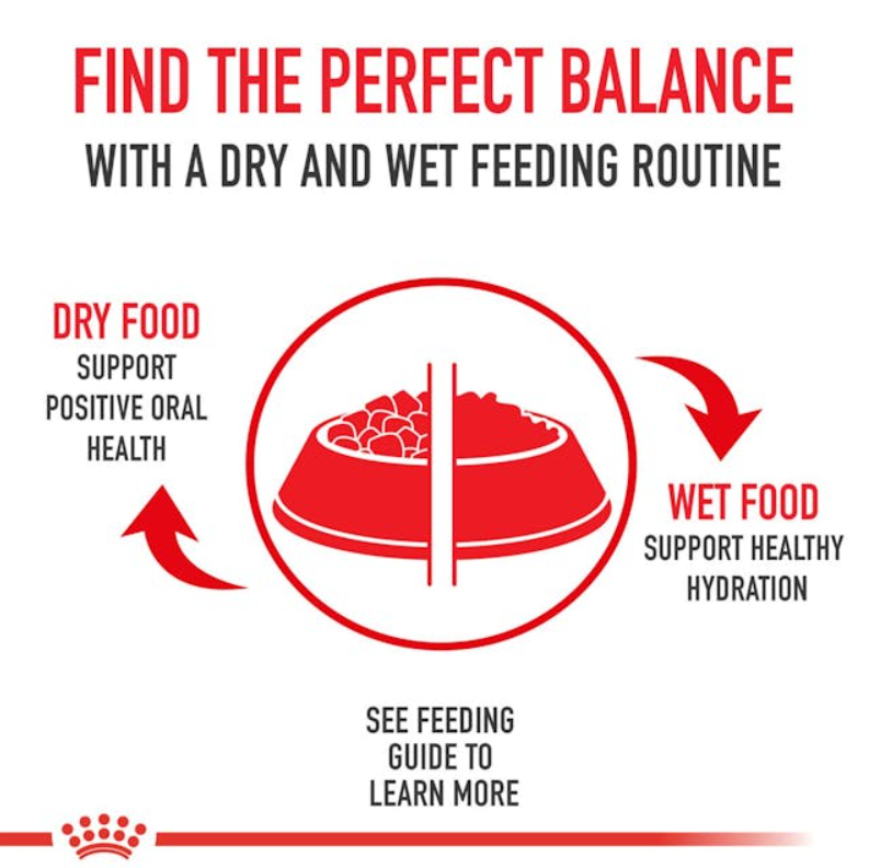 Yorkshire Terrier Puppy Dry Dog Food - Mascotito PR