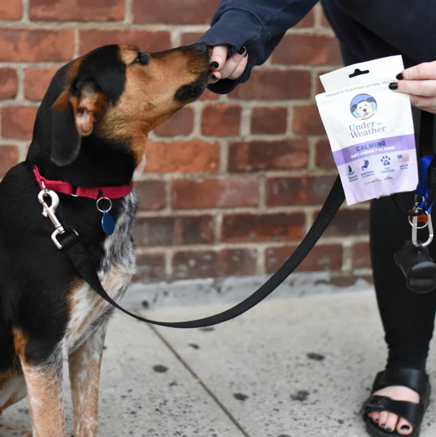 Calming Soft Chews For Dogs Under the Weather