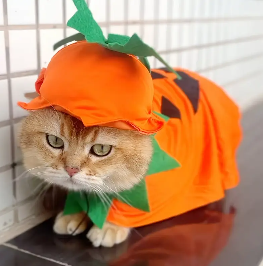 Pumpkin Cosplay