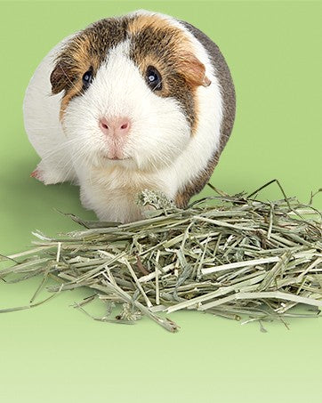 Treats & Snacks para Roedores