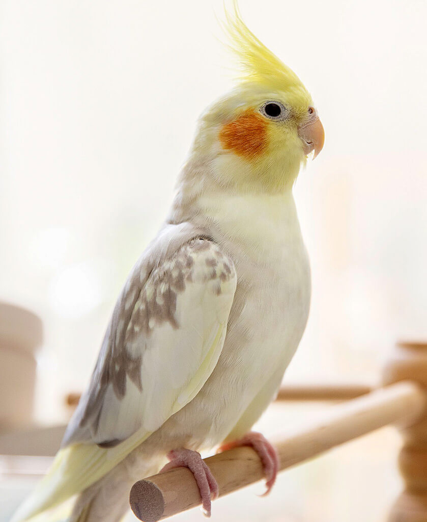 Vitaminas para aves