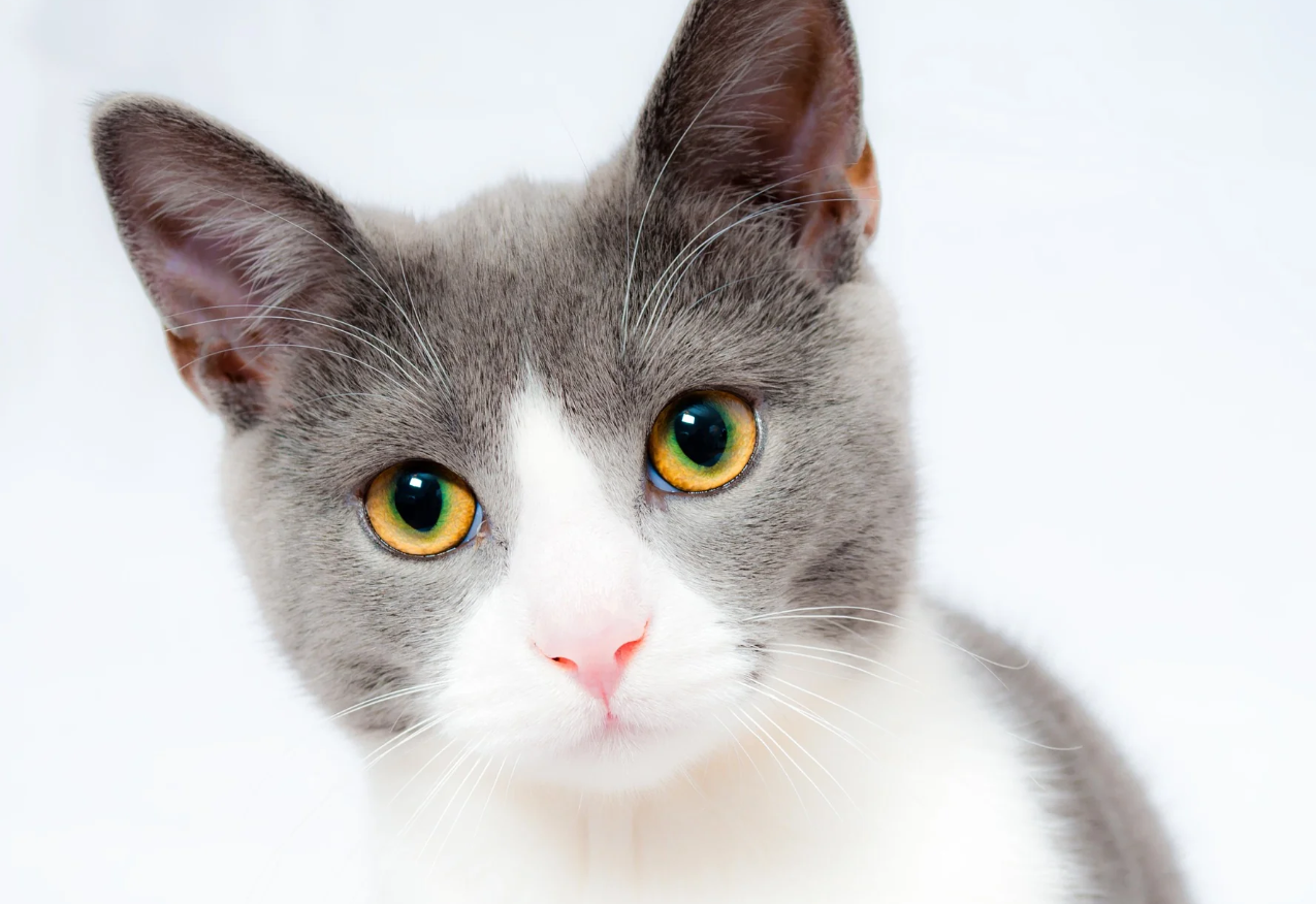 Suplementos & vitaminas para gatos