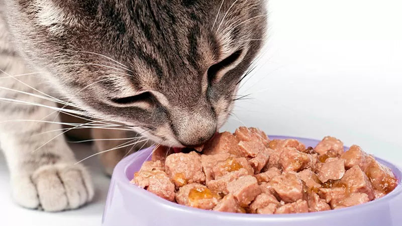 Alimentos para Gatos