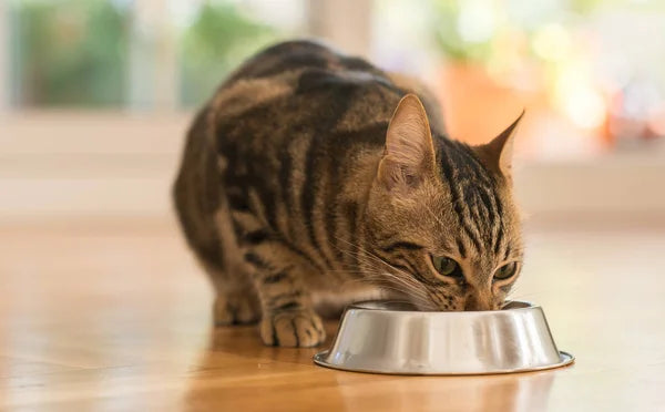 Platos para Gatos