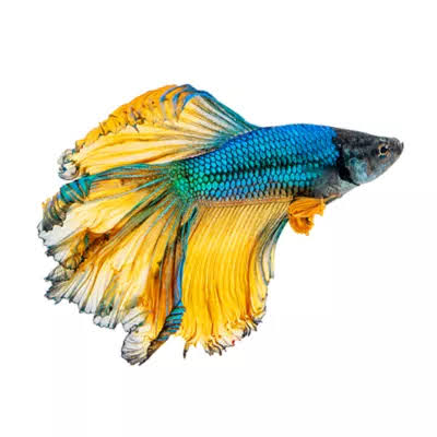 Vitaminas para Peces