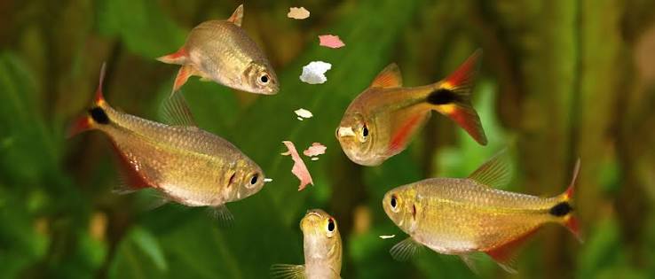 Comidas para Peces