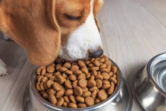 Alimentos para Perros