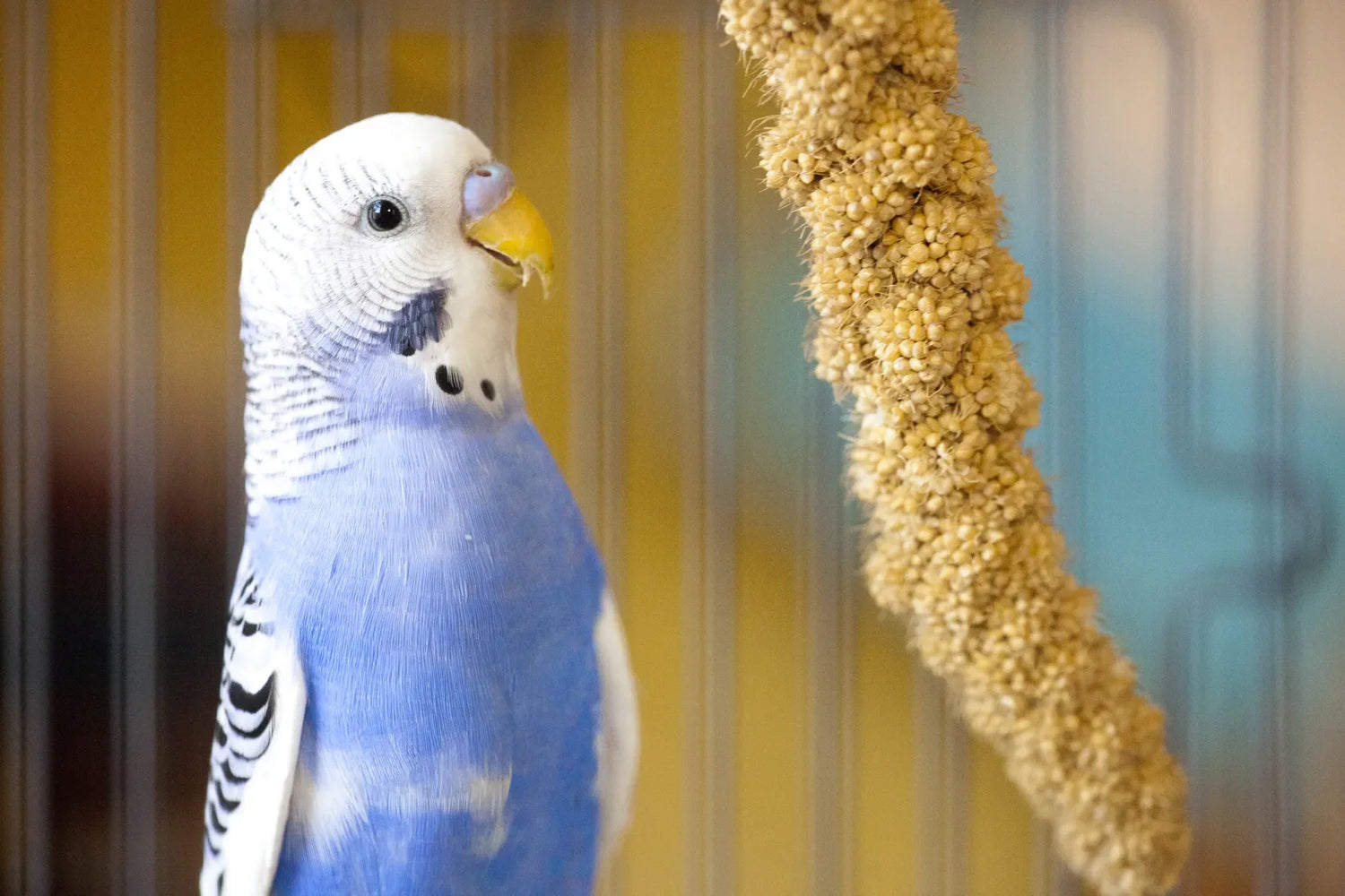 Treats para Aves