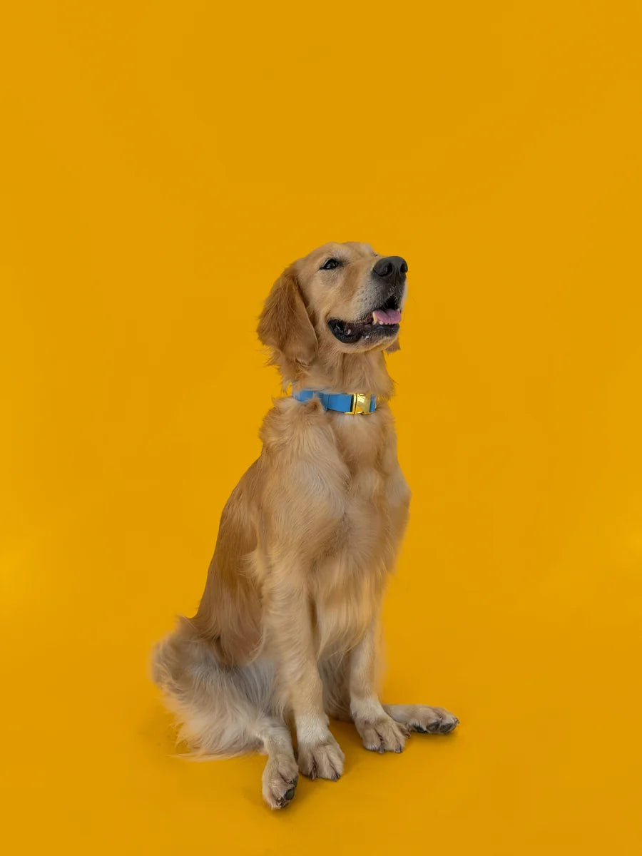 Molly and Co. Seaside - Adjustable Splashproof Dog Collar