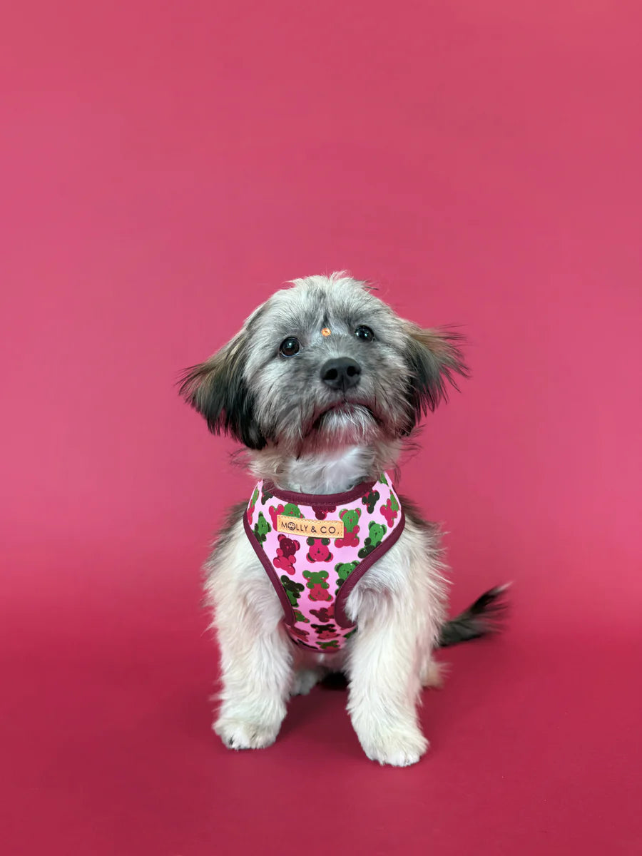Gummy Bears - Reversible Dog Harness