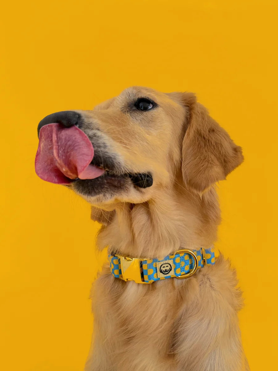 Molly and Co. Sunrise - Adjustable Dog Collar
