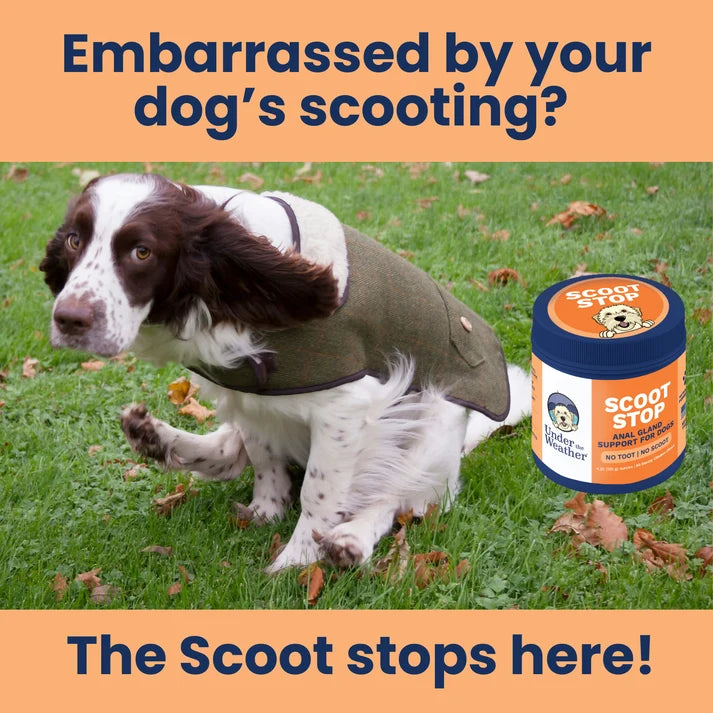 Under The Weather Scoot Stop Anal Glad Support Soft Chews for Dogs