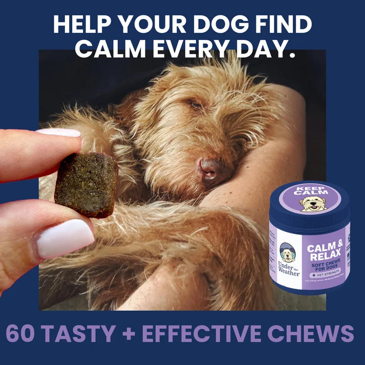 Calming Chews for Dogs Under the Weather