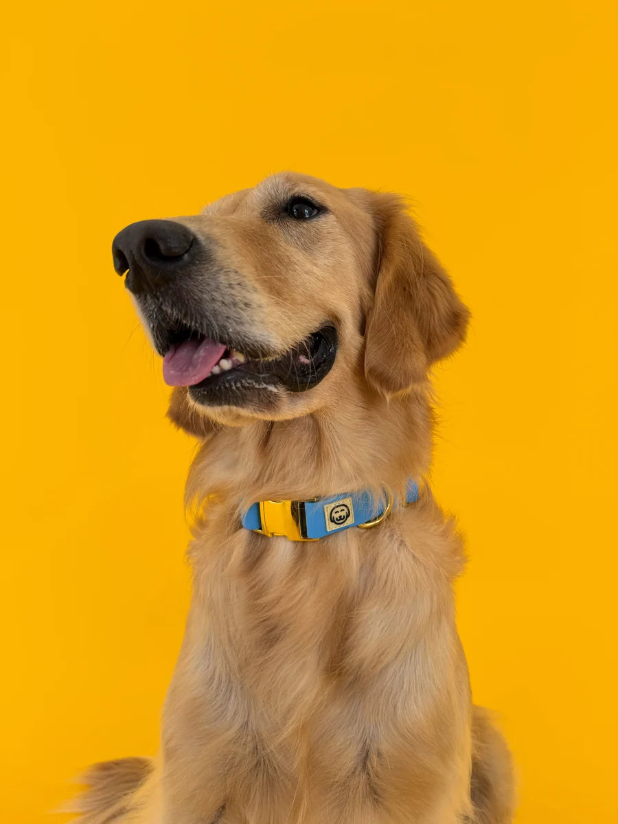 Molly and Co. Seaside - Adjustable Splashproof Dog Collar