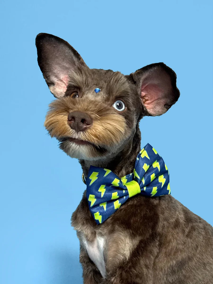 Bolt - Dog Bowtie