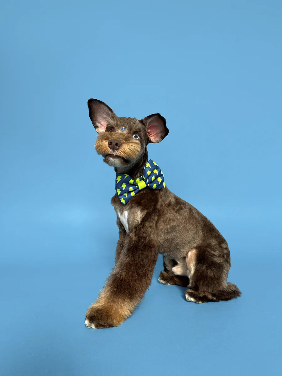 Bolt - Dog Bowtie