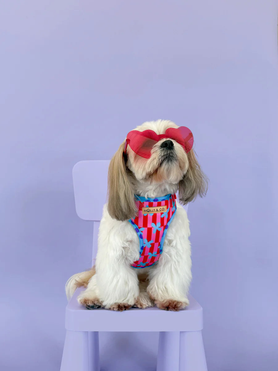 Molly & Co. Supernova - Adjustable Dog Harness
