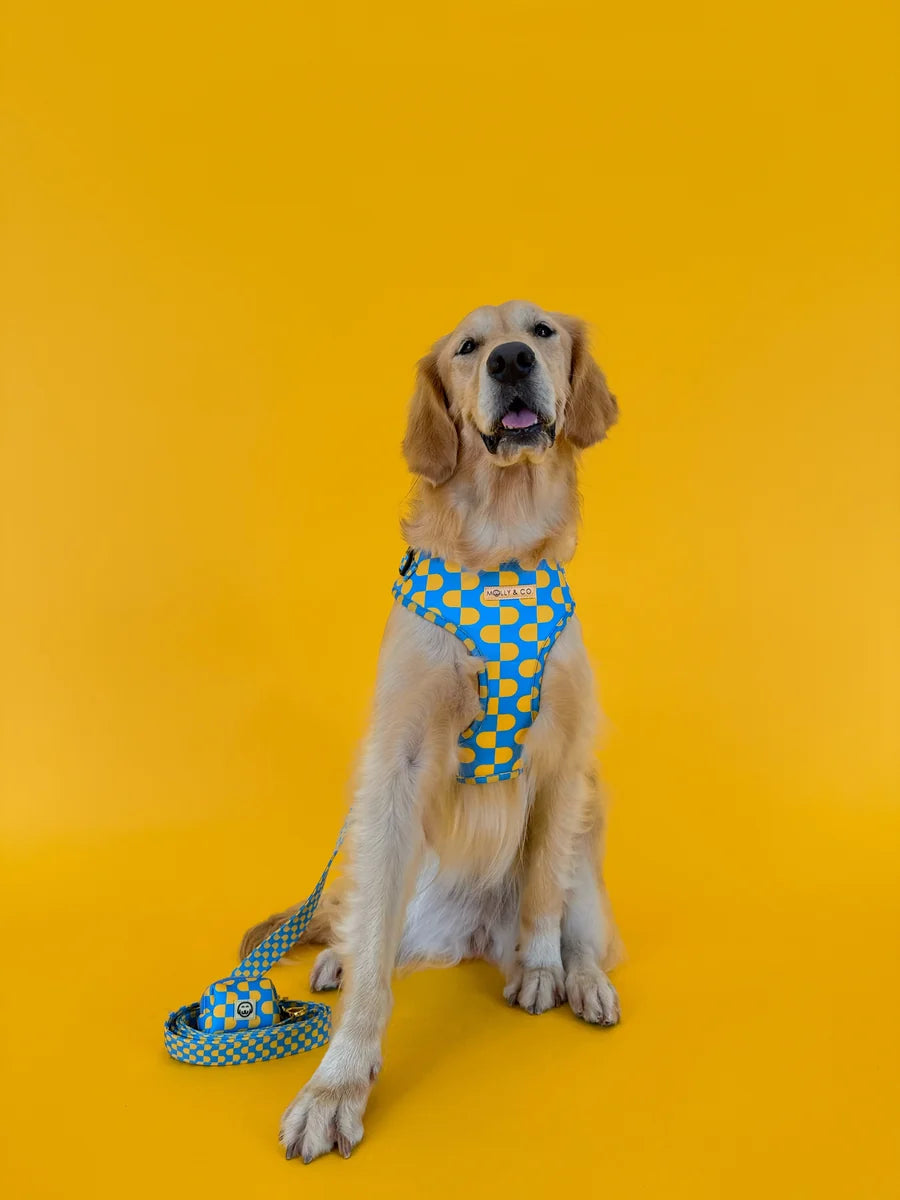 Molly and Co. Sunrise - Adjustable Dog Harness
