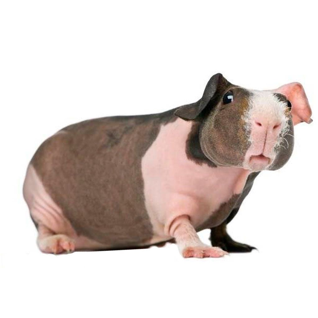 Coris (Guinea Pig) Adpt