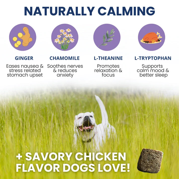 Calming Chews for Dogs Under the Weather
