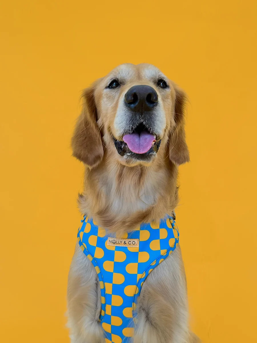 Molly and Co. Sunrise - Adjustable Dog Harness