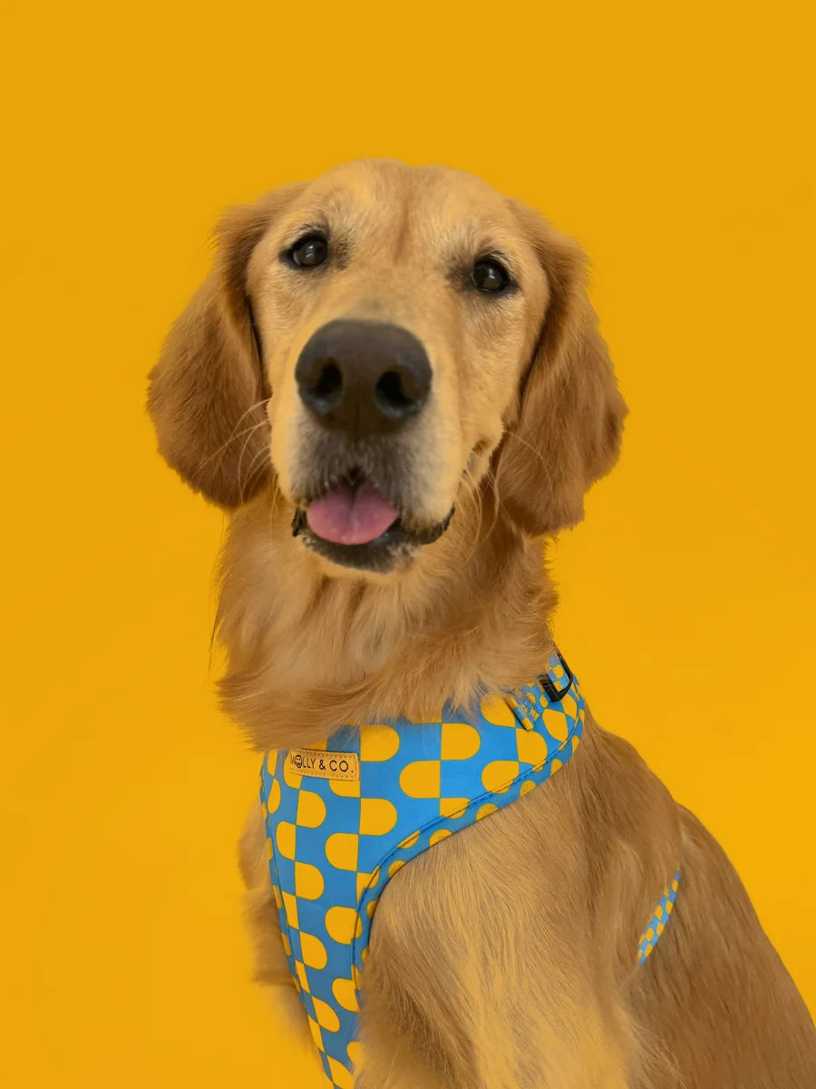 Molly and Co. Sunrise - Adjustable Dog Harness