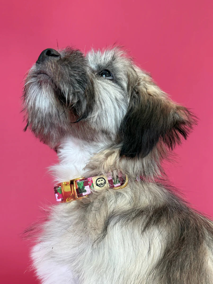 Gummy Bears - Adjustable Dog Collar