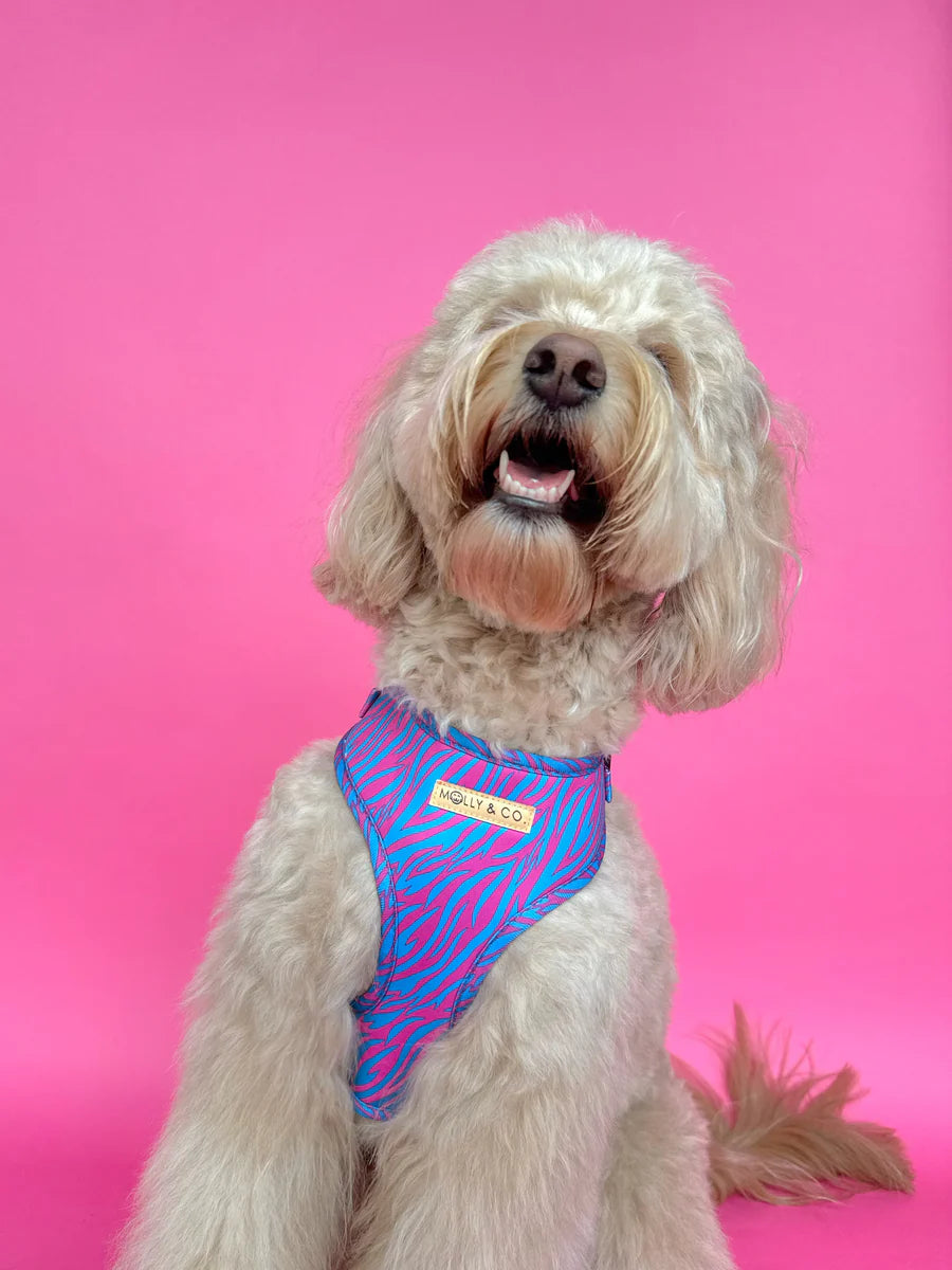 Molly & Co. Malibu Doll - Adjustable Dog Harness