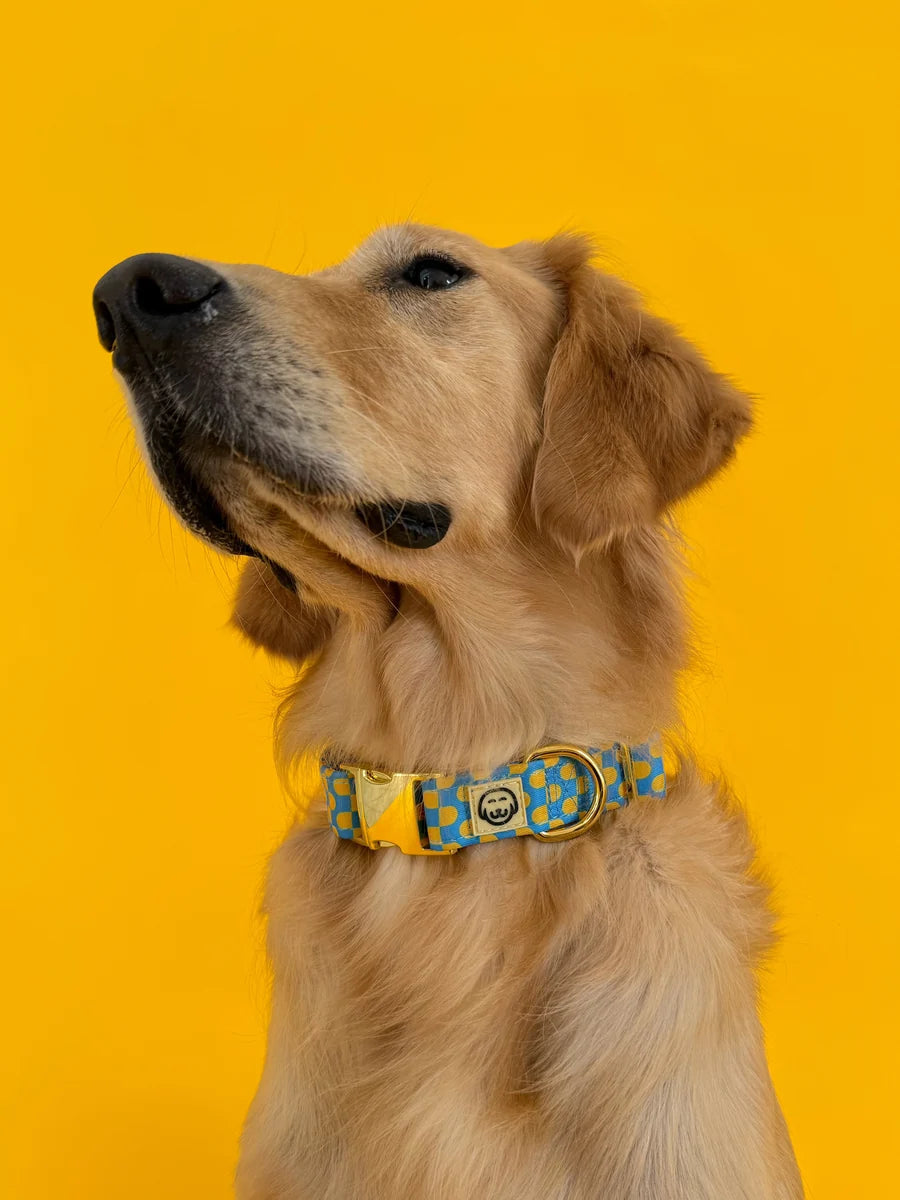 Molly and Co. Sunrise - Adjustable Dog Collar