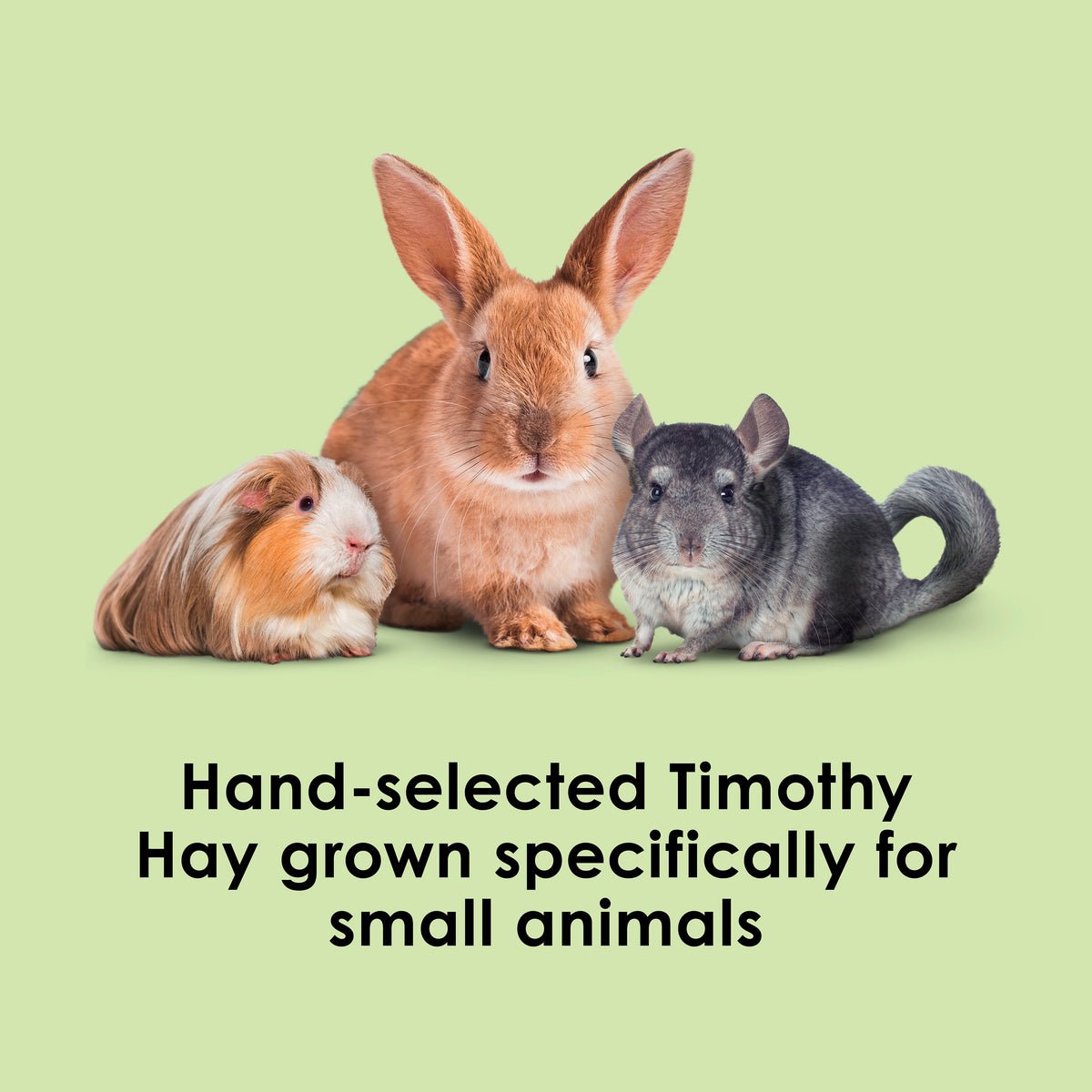 Kaytee Timothy Hay