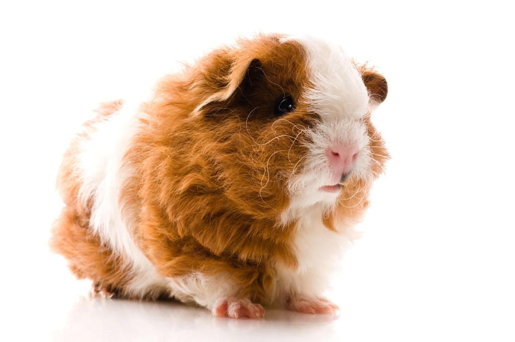 Coris (Guinea Pig) Adpt
