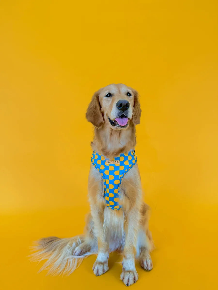 Molly and Co. Sunrise - Adjustable Dog Harness