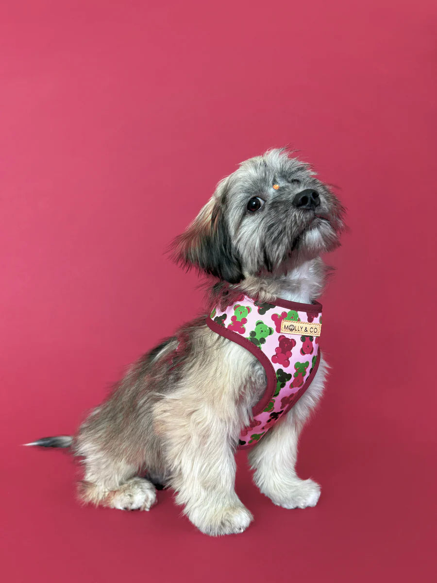 Gummy Bears - Reversible Dog Harness