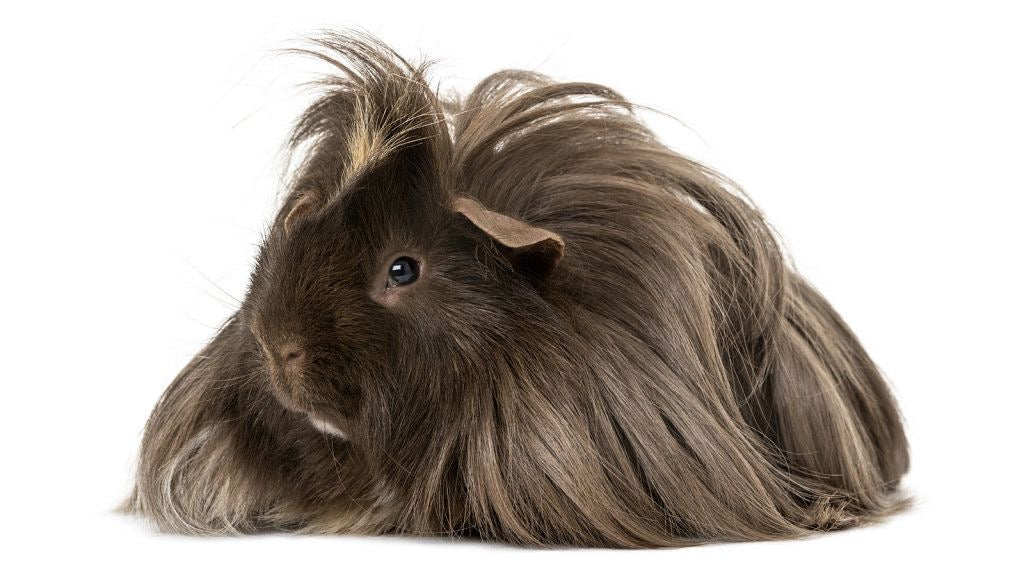 Coris (Guinea Pig) Adpt