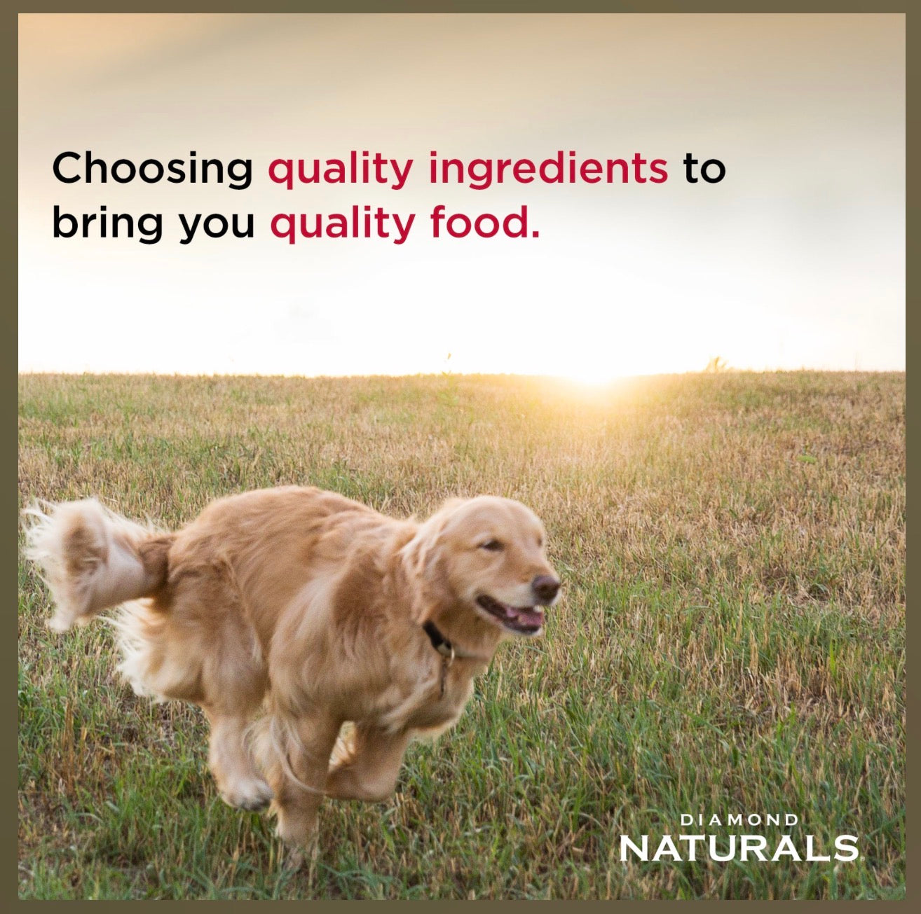 Diamond Dogs-LARGE BREED PUPPY LAMB & RICE FORMULA 40 lbs