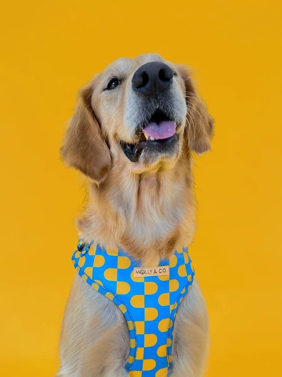 Molly and Co. Sunrise - Adjustable Dog Harness