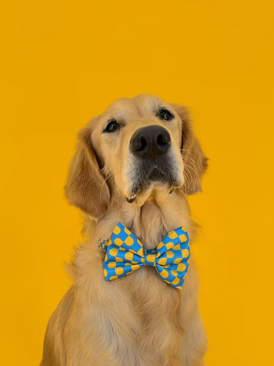 Molly and Co. Sunrise - Dog Bowtie