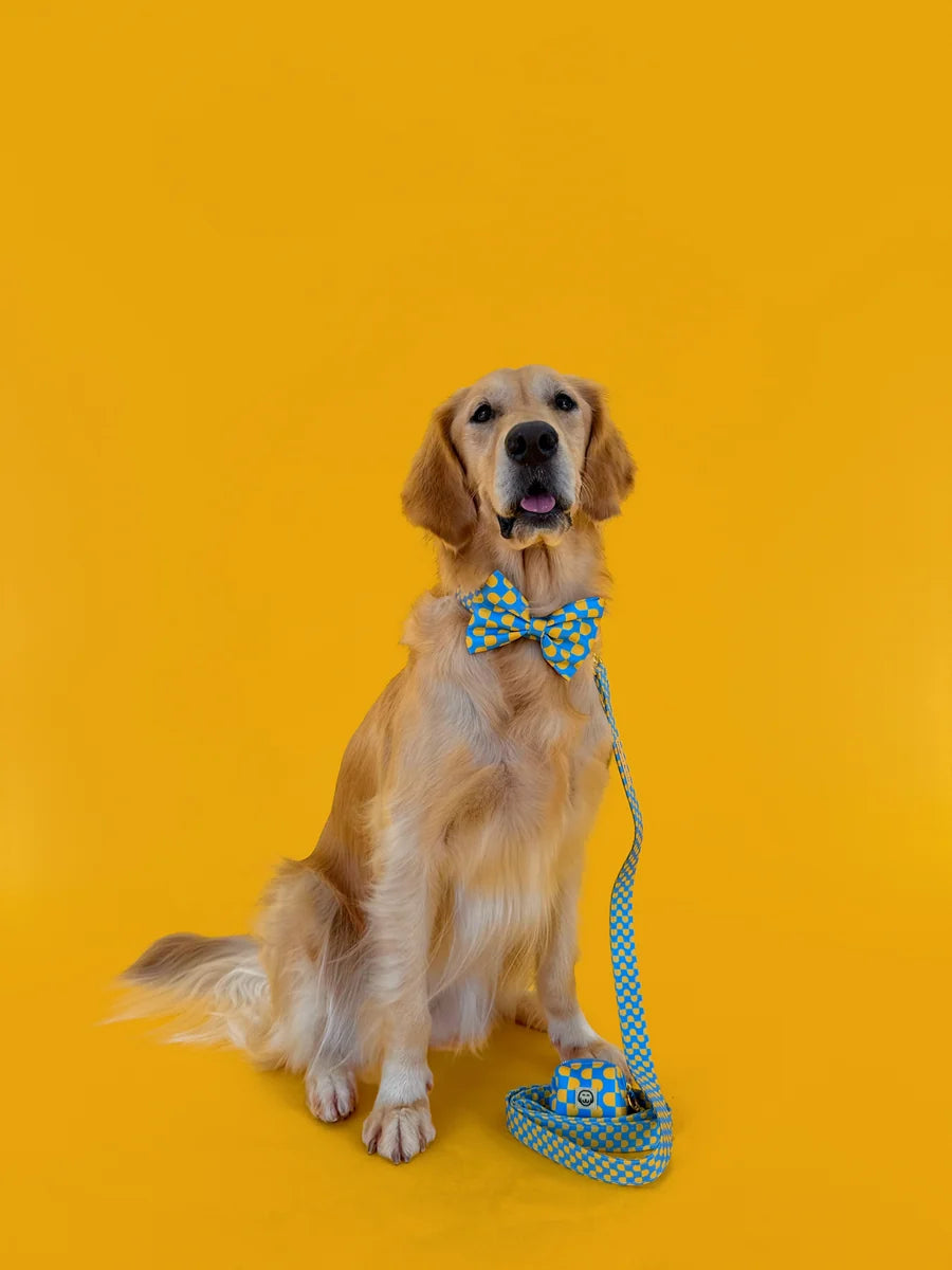 Molly and Co. Sunrise - Dog Bowtie
