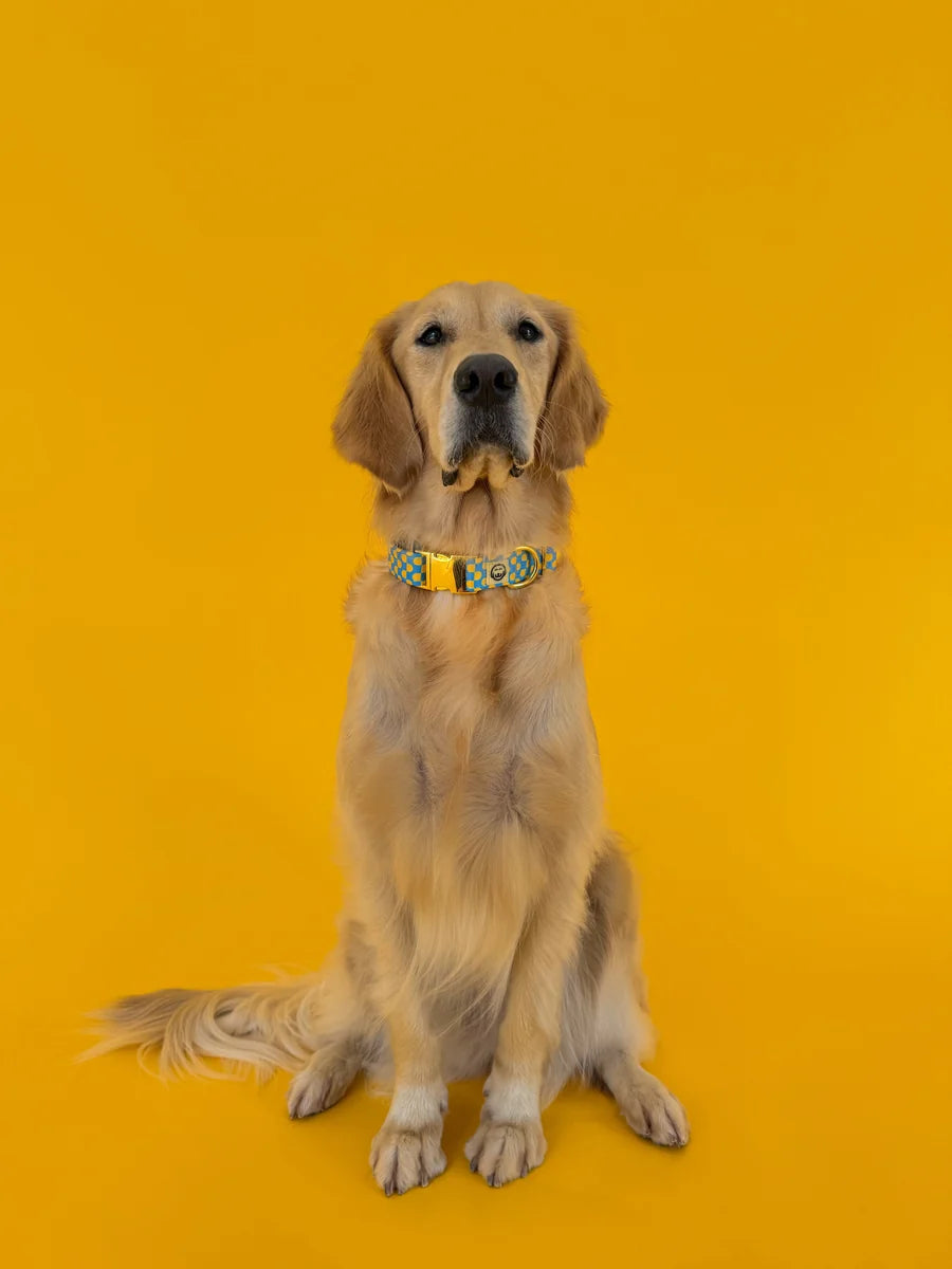 Molly and Co. Sunrise - Adjustable Dog Collar