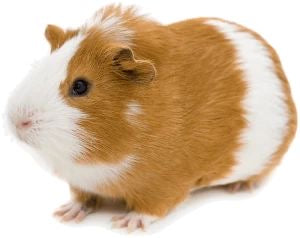 Coris (Guinea Pig) Adpt