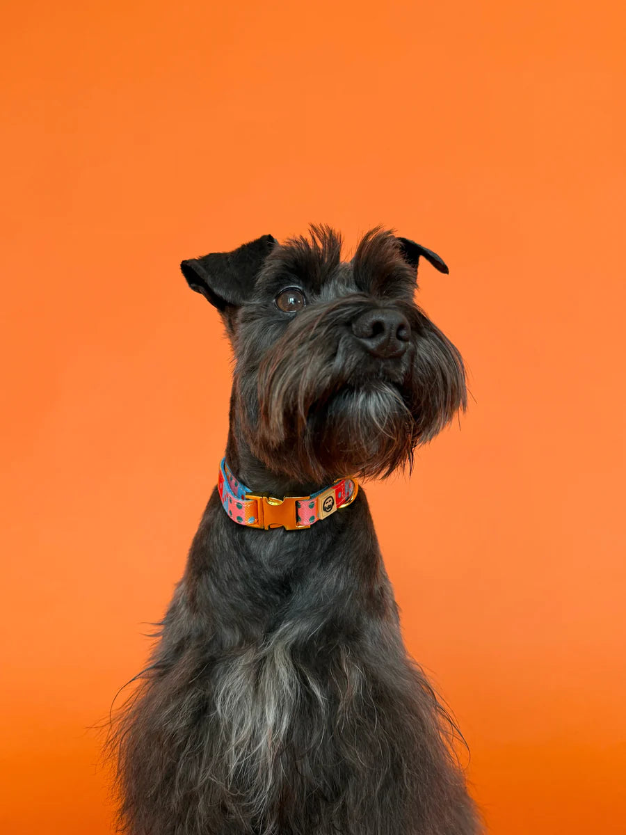 Molly & Co. Doble Seis - Dog Collar