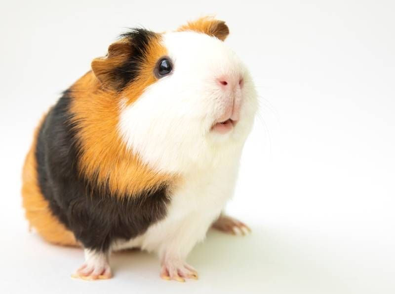 Coris (Guinea Pig) Adpt