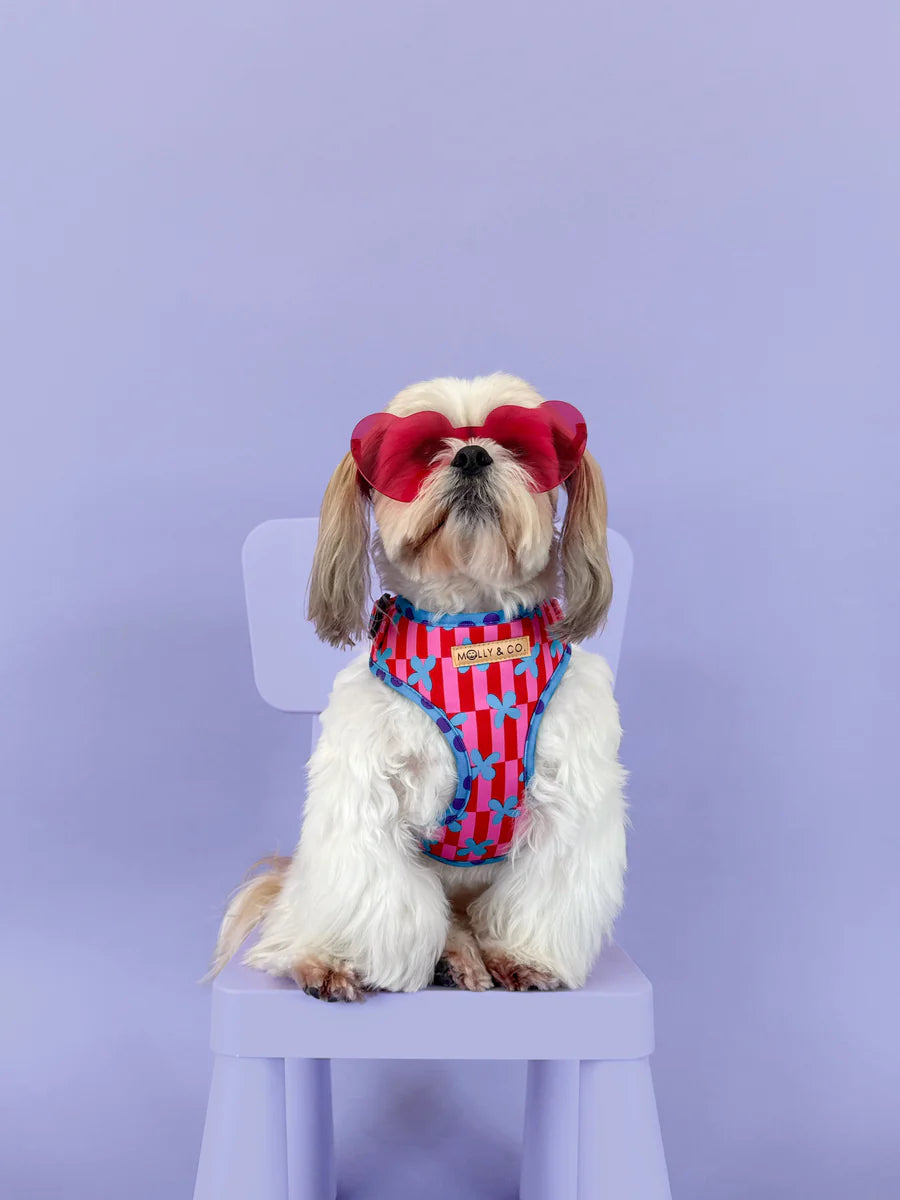 Molly & Co. Supernova - Adjustable Dog Harness