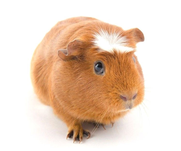 Coris (Guinea Pig) Adpt