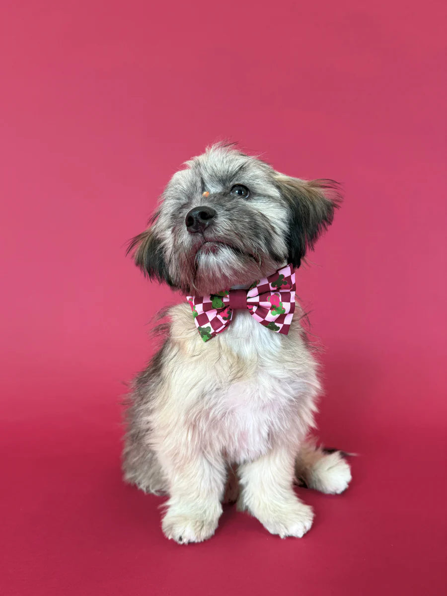 Gummy Bears - Dog Bowtie